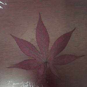 Meet your Posher, Kai